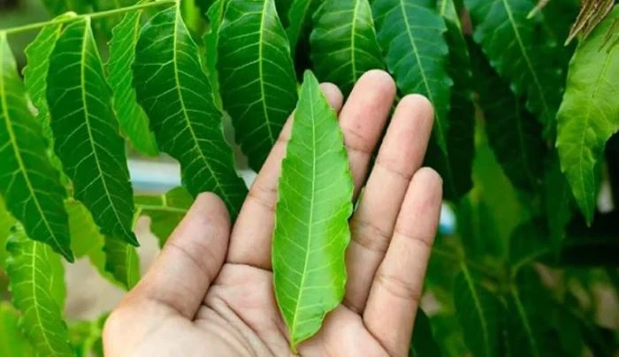 রক্তের বিষক্রিয়া দূর করতে জাদুকরী নিম পাতা